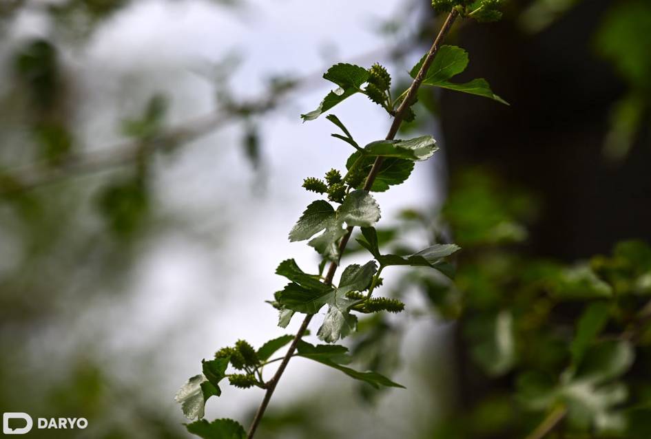 Ўзбекистонда мартда қандай об-ҳаво бўлади?